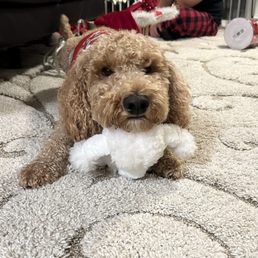 Teddy