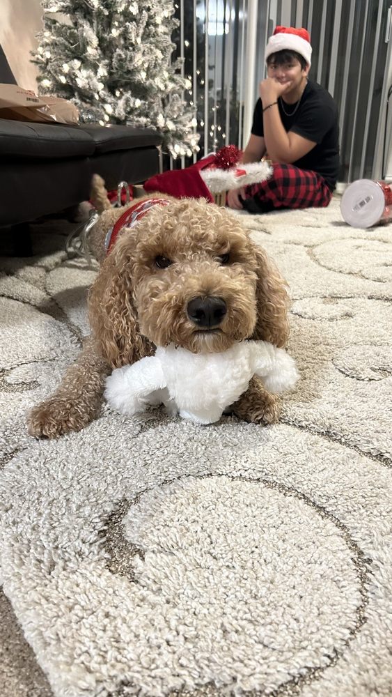 AFFORDABLE PET CARE Updated October 2024 13 Photos & 69 Reviews