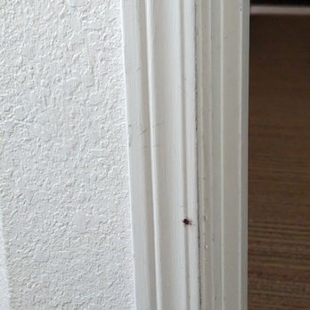 Residence Inn Boston Andover - Tick insects - Hotels Near Me - Andover, Massachusetts Residence Inn Boston Andover - Tick insects - Hotels Near Me - Andover, Massachusetts