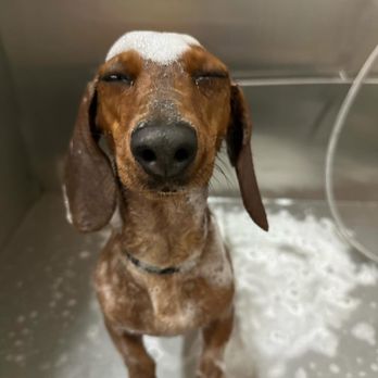 EPK9 Stay and Play - Pet Groomers Near Me - El Paso, Texas EPK9 Stay and Play - Pet Groomers Near Me - El Paso, Texas