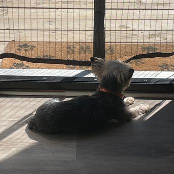 Elsie's Pet Palace - Abbey getting some sun on her "staycation" while her parents vacation - Pet Transportation Near Me Elsie's Pet Palace - Abbey getting some sun on her "staycation" while her parents vacation - Pet Transportation Near Me