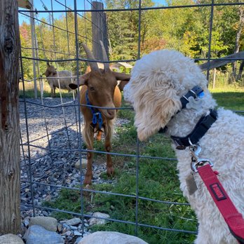 Turning Page Farm - Mozzarella and a goat! - Breweries Near Me - Monson, Maine Turning Page Farm - Mozzarella and a goat! - Breweries Near Me - Monson, Maine