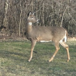 Camp Ground Road Woods - A doe. (A deer. A female deer.)