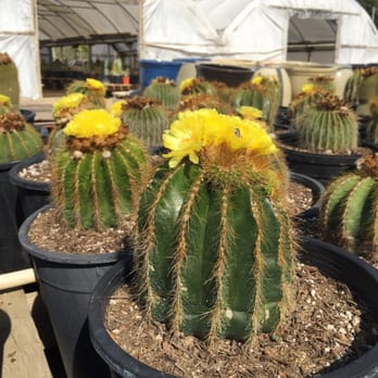 Sal’s Cactus Mart - Nurseries & Gardening Near Me - Fillmore, California Sal’s Cactus Mart - Nurseries & Gardening Near Me - Fillmore, California