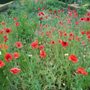 Photo of le jardin des plantes