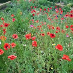 le jardin des plantes