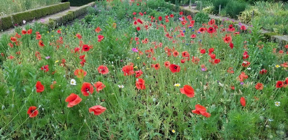 le jardin des plantes