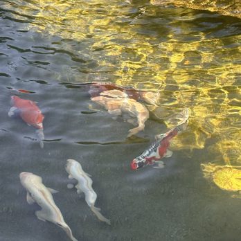 Bellosguardo - Koi fish in the secret garden pond - Landmarks & Historical Buildings Near Me - Santa Barbara, California Bellosguardo - Koi fish in the secret garden pond - Landmarks & Historical Buildings Near Me - Santa Barbara, California