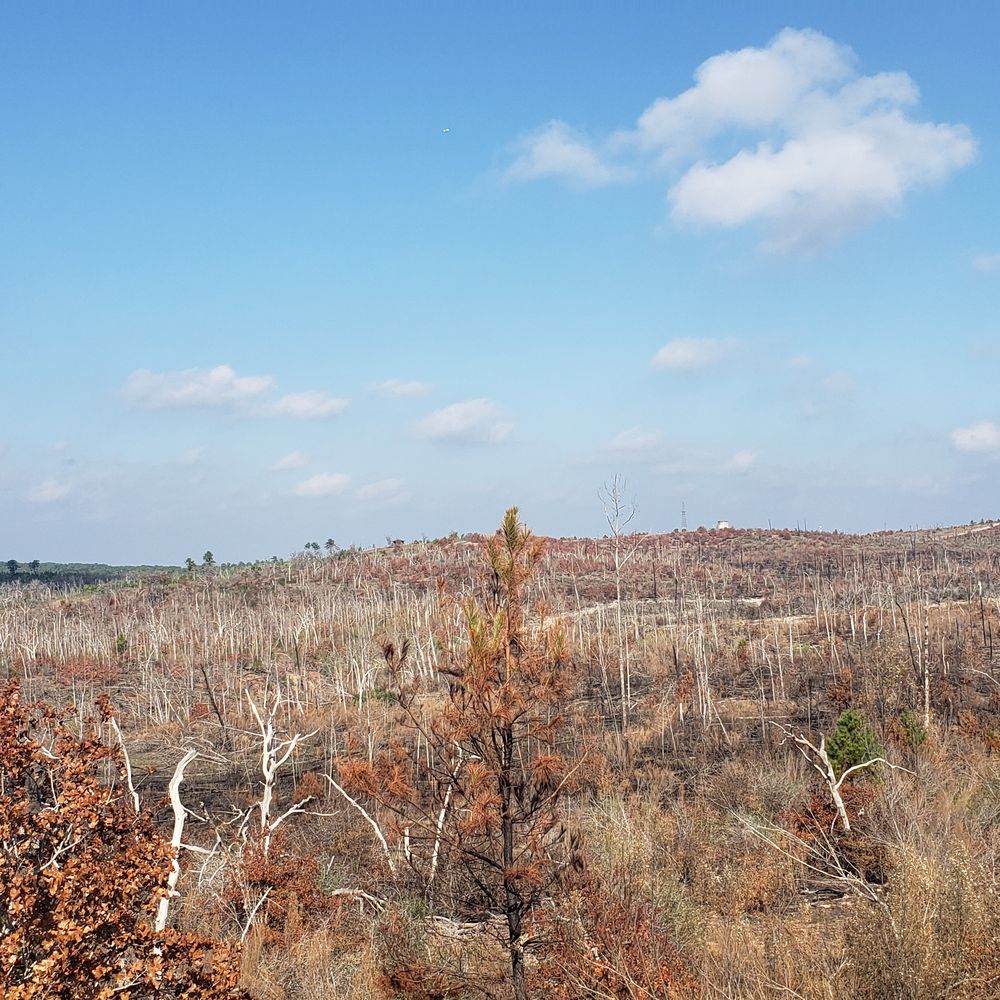 Bastrop State Park - Everything is gone...   :( - Parks Near Me - Bastrop, Texas