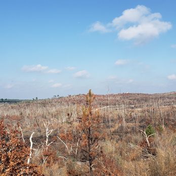 Bastrop State Park - Everything is gone...   :( - Parks Near Me - Bastrop, Texas