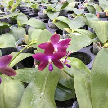 Norman's Orchid Nursery - Nurseries & Gardening Near Me - Montclair, California Norman's Orchid Nursery - Nurseries & Gardening Near Me - Montclair, California