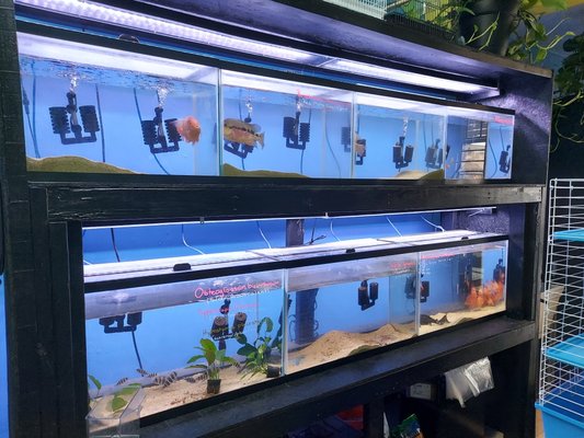 Freshwater Fish - The Pet Shop has a variety of fishes and aquarium tanks available in store! Come in Today to check out all of our inventory. We pride ourselves on providing only the healthiest of livestock, best products, and keen customer care you’ll need to keep your tank looking healthy and fresh.
Call Ahead For Directions at (909) 352-2214! Freshwater Fish - The Pet Shop has a variety of fishes and aquarium tanks available in store! Come in Today to check out all of our inventory. We pride ourselves on providing only the healthiest of livestock, best products, and keen customer care you’ll need to keep your tank looking healthy and fresh.
Call Ahead For Directions at (909) 352-2214!