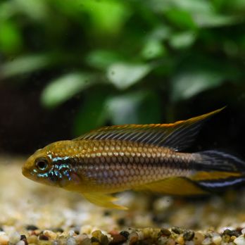 Stacey’s Pets - Apistogramma agassizii "Tefe Red Back" - Local Fish Stores Near Me - Hilo, Hawaii Stacey’s Pets - Apistogramma agassizii "Tefe Red Back" - Local Fish Stores Near Me - Hilo, Hawaii
