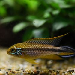 Stacey’s Pets - Apistogramma agassizii "Tefe Red Back"