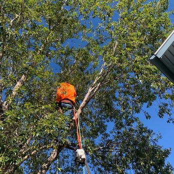 Alberta Tree Masters - tree pruning - Tree Services Near Me - Calgary, Alberta Alberta Tree Masters - tree pruning - Tree Services Near Me - Calgary, Alberta