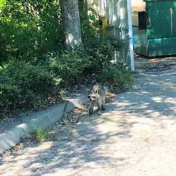 Tufts Wildlife Services - Wildlife Control Near Me Tufts Wildlife Services - Wildlife Control Near Me