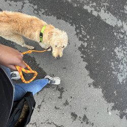 Loose leash walking
