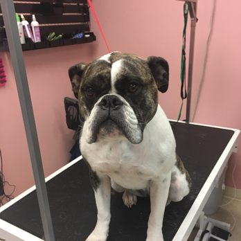 Barks & Bubbles - Groom by Renee - Pet Groomers Near Me