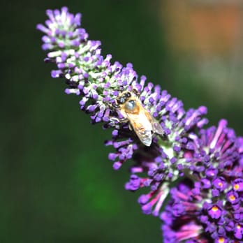 Covington's Nursery & Landscape - Butterfly bush attracting pollinators to my garden purchased from here. - Nurseries & Gardening Near Me - Rowlett, Texas Covington's Nursery & Landscape - Butterfly bush attracting pollinators to my garden purchased from here. - Nurseries & Gardening Near Me - Rowlett, Texas