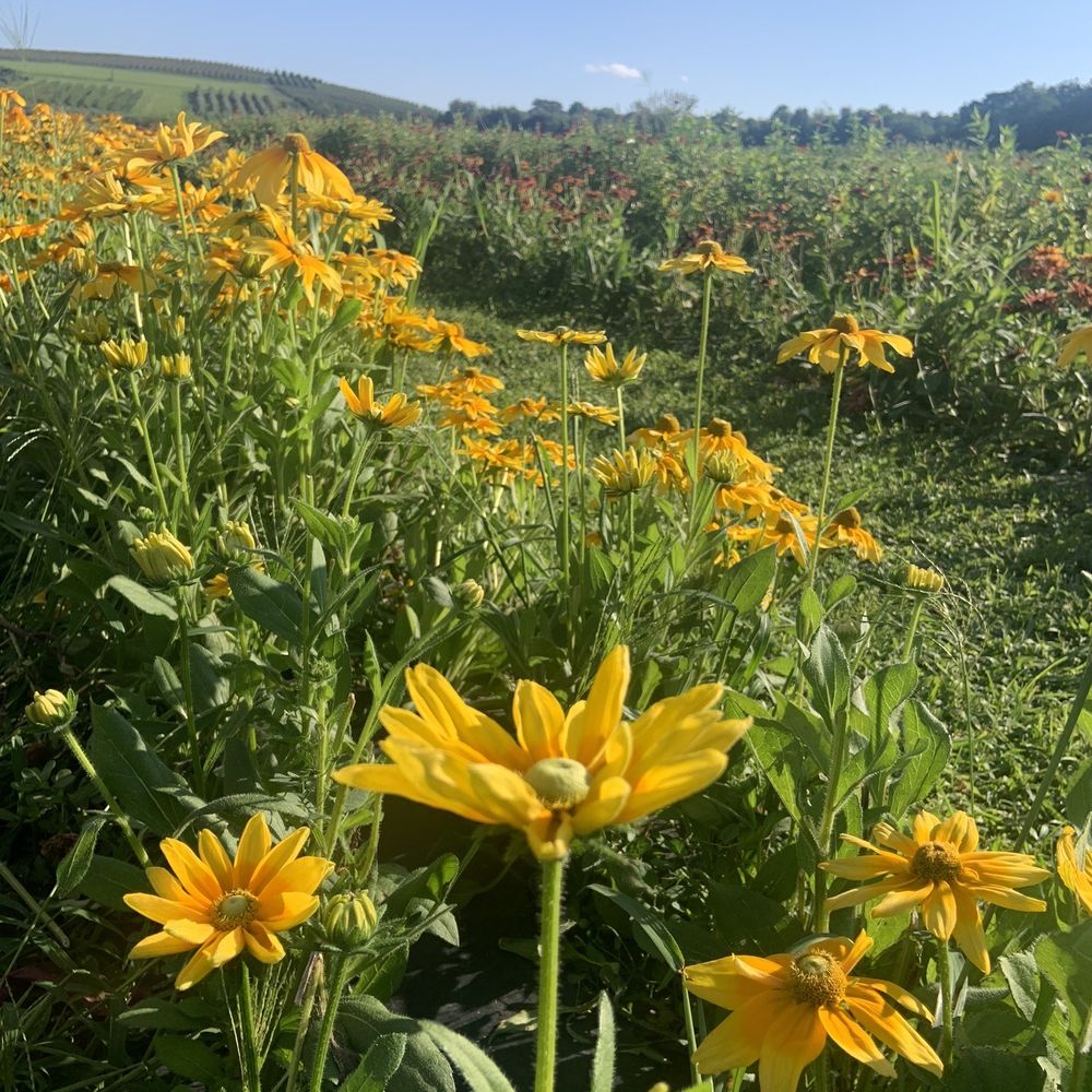 Hudson Wildflower Co - rows of colorful flowers - Florists Near Me - Milton, New York