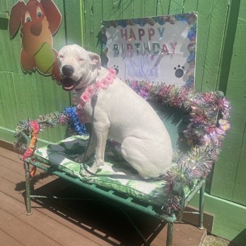 Fon Jon Dog Boarding and Daycare of San Diego - Birthday party for my little girl - Pet Training Near Me - San Diego, California