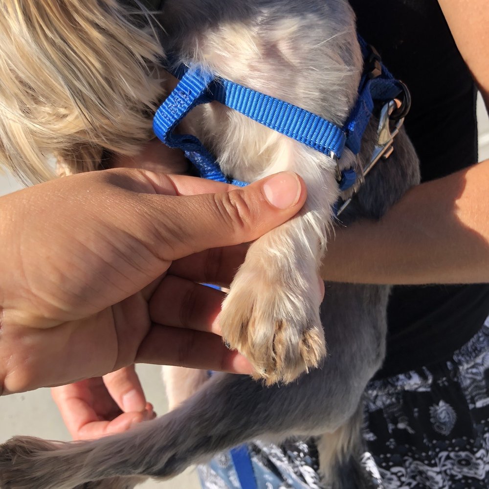 Uptown Pets - Pet Stores Near Me - Yucaipa, California Uptown Pets - Pet Stores Near Me - Yucaipa, California