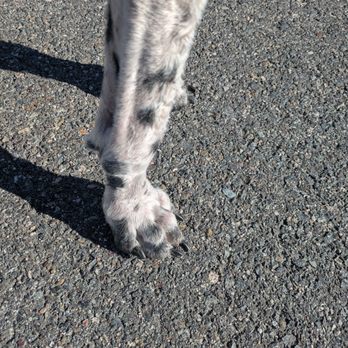 PetSmart - After!!! front paws trimmed up - Pet Groomers Near Me - Foothill Ranch, California PetSmart - After!!! front paws trimmed up - Pet Groomers Near Me - Foothill Ranch, California