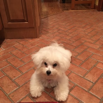 Toy Puppies Inc - Maggie waiting while I cook dinner. - Pet Stores Near Me - Davie, Florida