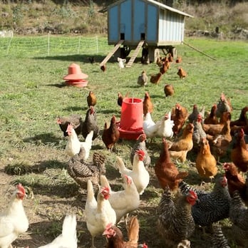 Pie Ranch - mobile chicken coop - Farmers Market Near Me - Pescadero, California Pie Ranch - mobile chicken coop - Farmers Market Near Me - Pescadero, California