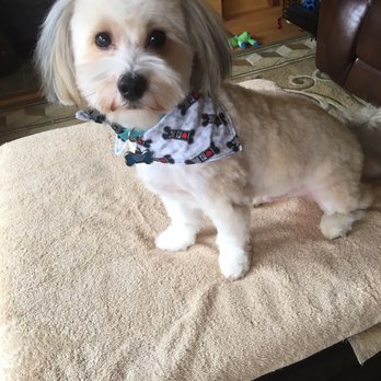 Butler's Pet Grooming - Pet Groomers Near Me - Beaverton, Oregon Butler's Pet Grooming - Pet Groomers Near Me - Beaverton, Oregon