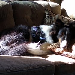 American River Home Care - Millie misses the team!