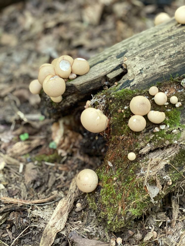 TOWN OF LOCKPORT NATURE TRAIL Updated October 2024 65 Photos & 22