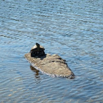 Mohegan Park - Turtle on a rock sunbathing - Parks Near Me - Norwich, Connecticut Mohegan Park - Turtle on a rock sunbathing - Parks Near Me - Norwich, Connecticut