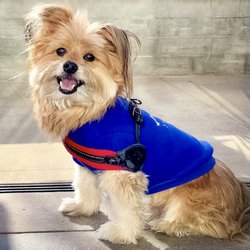 Village at La Floresta - IG @FoodandPooch