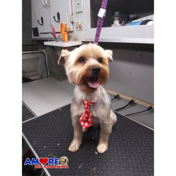 Amore Pet Grooming - Pet Groomers Near Me Amore Pet Grooming - Pet Groomers Near Me