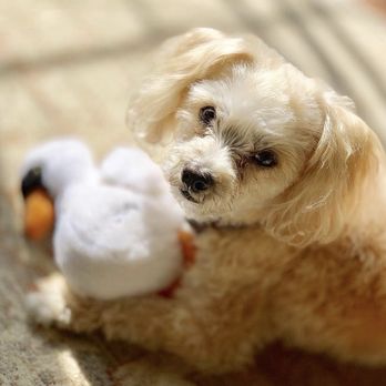 Odeliah Bouganim, DVM - Veterinarians Near Me Odeliah Bouganim, DVM - Veterinarians Near Me