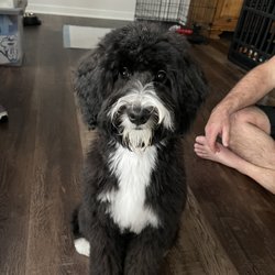 Central Bark Doggy Day Care - Puppy after first grooming
