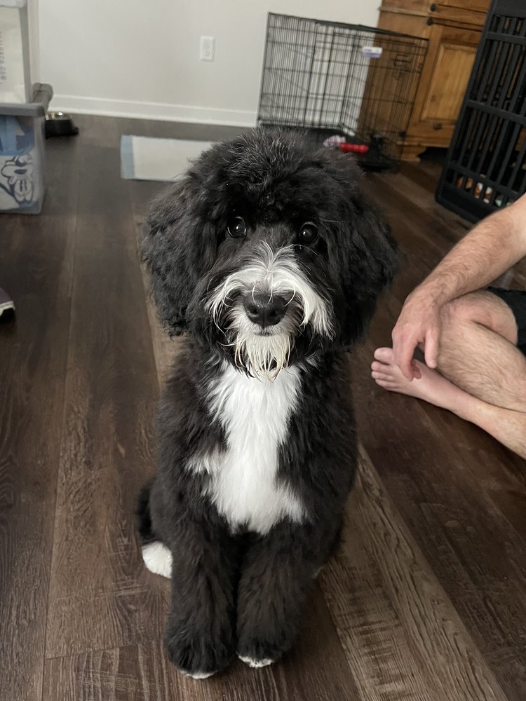 Central Bark Doggy Day Care - pet boarding facility in Mequon, WI