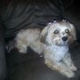 Photo of Styl'n Companions Pet Spa