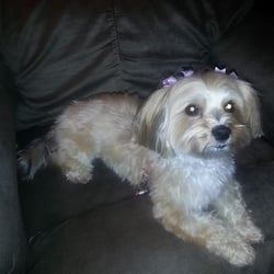 Styl'n Companions Pet Spa