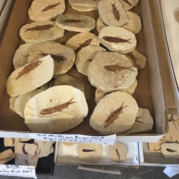 Mama's Minerals - 500 million year old fish fossils! - Jewelry Near Me - Albuquerque, New Mexico
