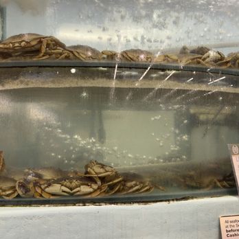 99 Ranch Market - Folsom - 6/9/2026:  Dungeness crab=$14.99 per pound. - International Grocery Near Me - Folsom, California