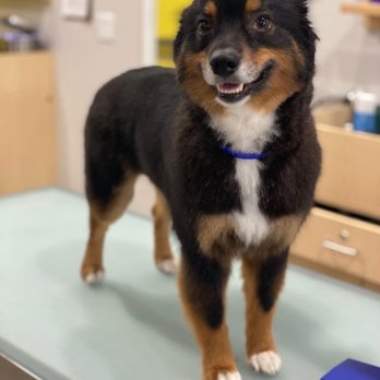 Well Groomed Pets - Chandler - Fresh cut - Pet Groomers Near Me - Chandler, Arizona Well Groomed Pets - Chandler - Fresh cut - Pet Groomers Near Me - Chandler, Arizona