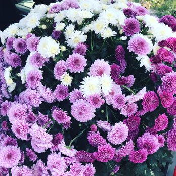 The Home Depot - Beautiful mums - Nurseries & Gardening Near Me - Visalia, California The Home Depot - Beautiful mums - Nurseries & Gardening Near Me - Visalia, California