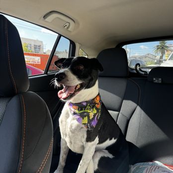 Village Pet Salon - Pet Groomers Near Me - La Mesa, California Village Pet Salon - Pet Groomers Near Me - La Mesa, California