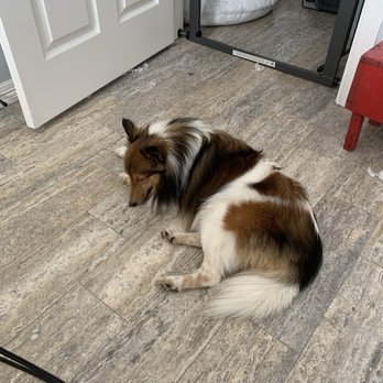 Odds Grooming - Doc, my Sheltie - Pet Groomers Near Me - Greenville, Texas Odds Grooming - Doc, my Sheltie - Pet Groomers Near Me - Greenville, Texas