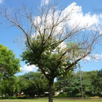 Outdoor Independence - a tree with no leaves on it - Snow Removal Near Me - Neenah, Wisconsin Outdoor Independence - a tree with no leaves on it - Snow Removal Near Me - Neenah, Wisconsin