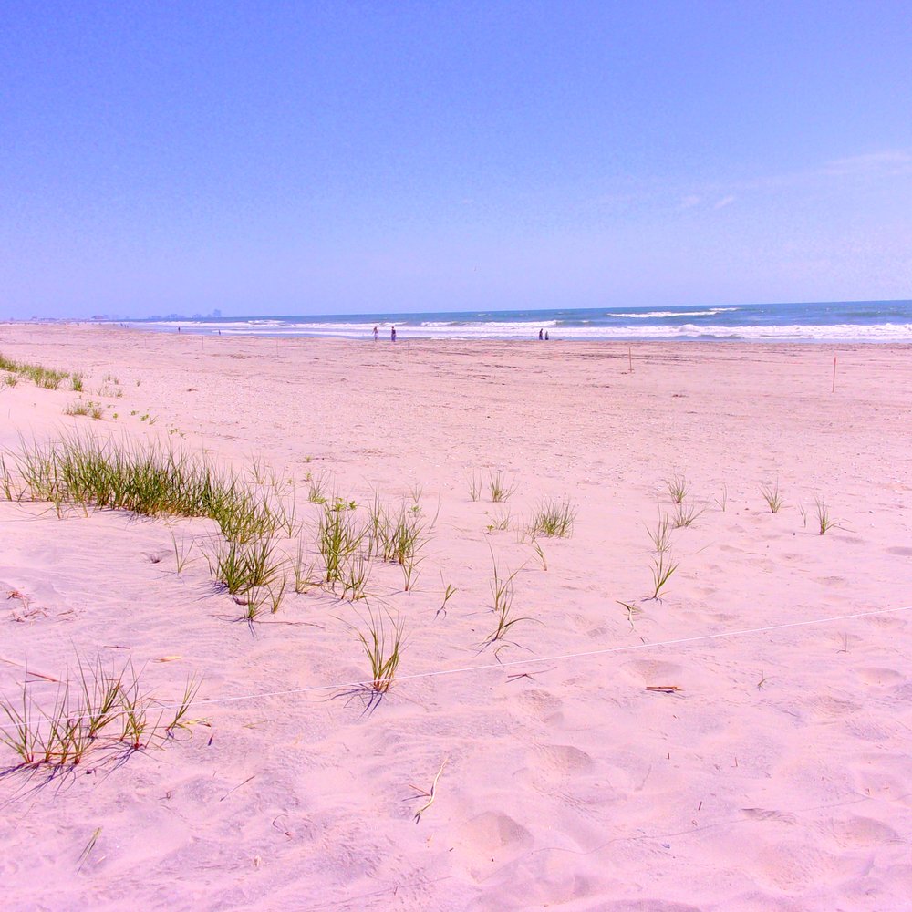 Corson's Inlet State Park - The Atlantic Ocean beach at Corson's Inlet - Beaches Near Me - Ocean City, New Jersey