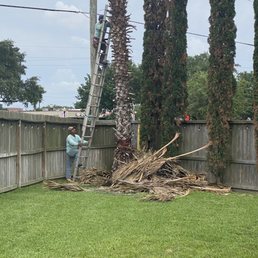 Cutting all dead palm leaves off after freeze