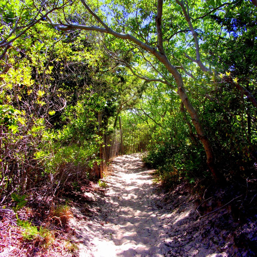 Corson's Inlet State Park - Path to the ocean beach over the sand dunes - Beaches Near Me - Ocean City, New Jersey